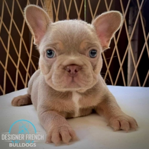 frenchie breeders near me