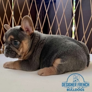 french bulldog for sale