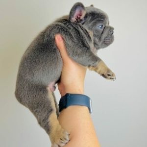 frenchies for sale