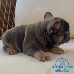 french bulldog breeders