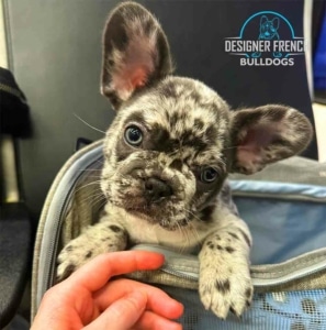 best french bulldog breeder