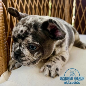 merle frenchies