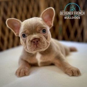 best frenchie breeders